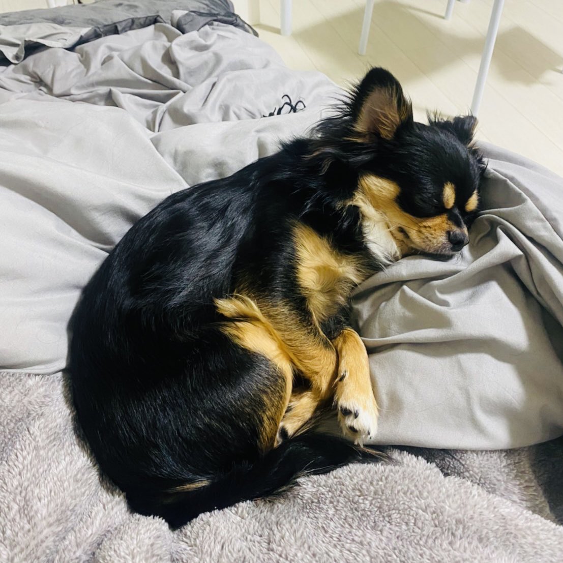 maromaro_11_7's tweet photo. 世の中には人が頑張って
汗のかき方に文句をつける人もいる

ってマロさんが言ってました🐶

#チワワ #犬好きさんと繋がりたい https://t.co/4BW5ks2aof