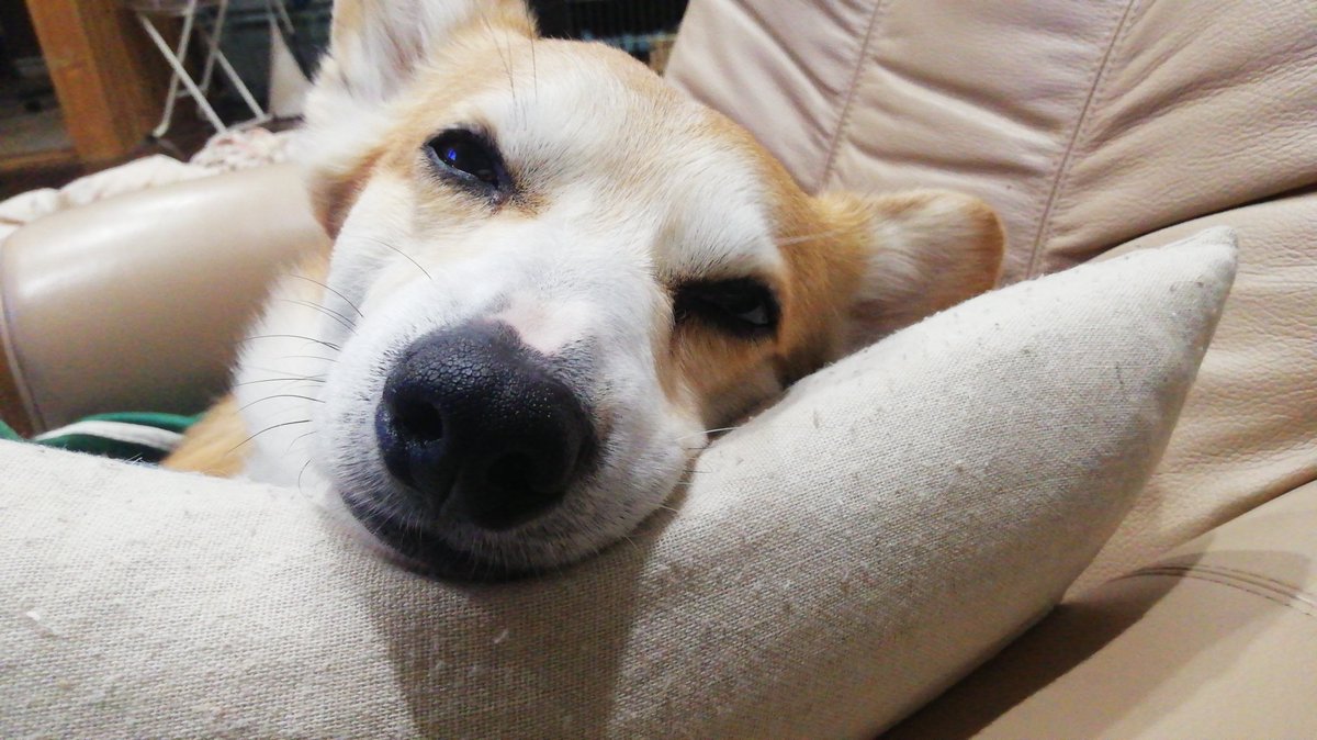 smiledog1126's tweet photo. 昨夜のいい顔。←ファンタビ見てた母ちゃんはこんな顔で見られてたw https://t.co/zGBKE3JoQe