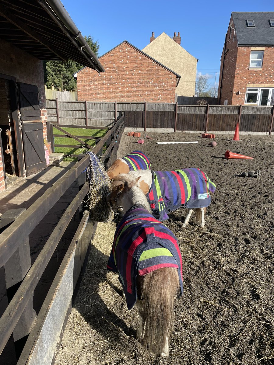 Rabbitminiature's tweet photo. It’s a matching coats kinda day #tinyponies #wintersun https://t.co/WDTr8oOtzY