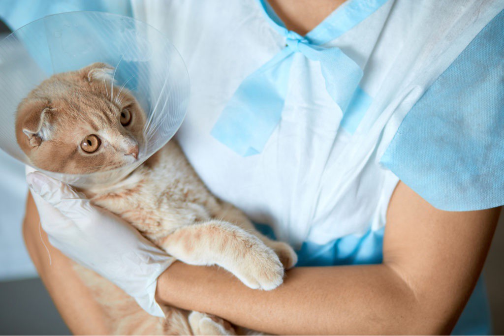 katriscat's tweet photo. If possible, get your cat used to wearing the collar before it’s needed.

Read the full article: How to Help Your Kitty Wear a Cat Cone Collar
▸ https://t.co/Wf9fmJWfVA

#CollarAhead #katriscat #katris #catlovers https://t.co/CCSsUDDT2b