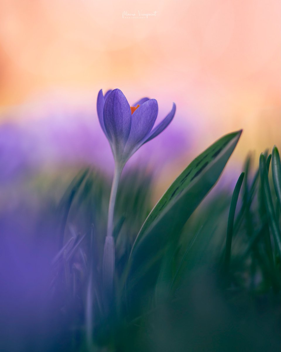 Dressed in softness 💜

#flowerphotography #macro #ThePhotoHour #MacroMarch #macrophotography #crocus