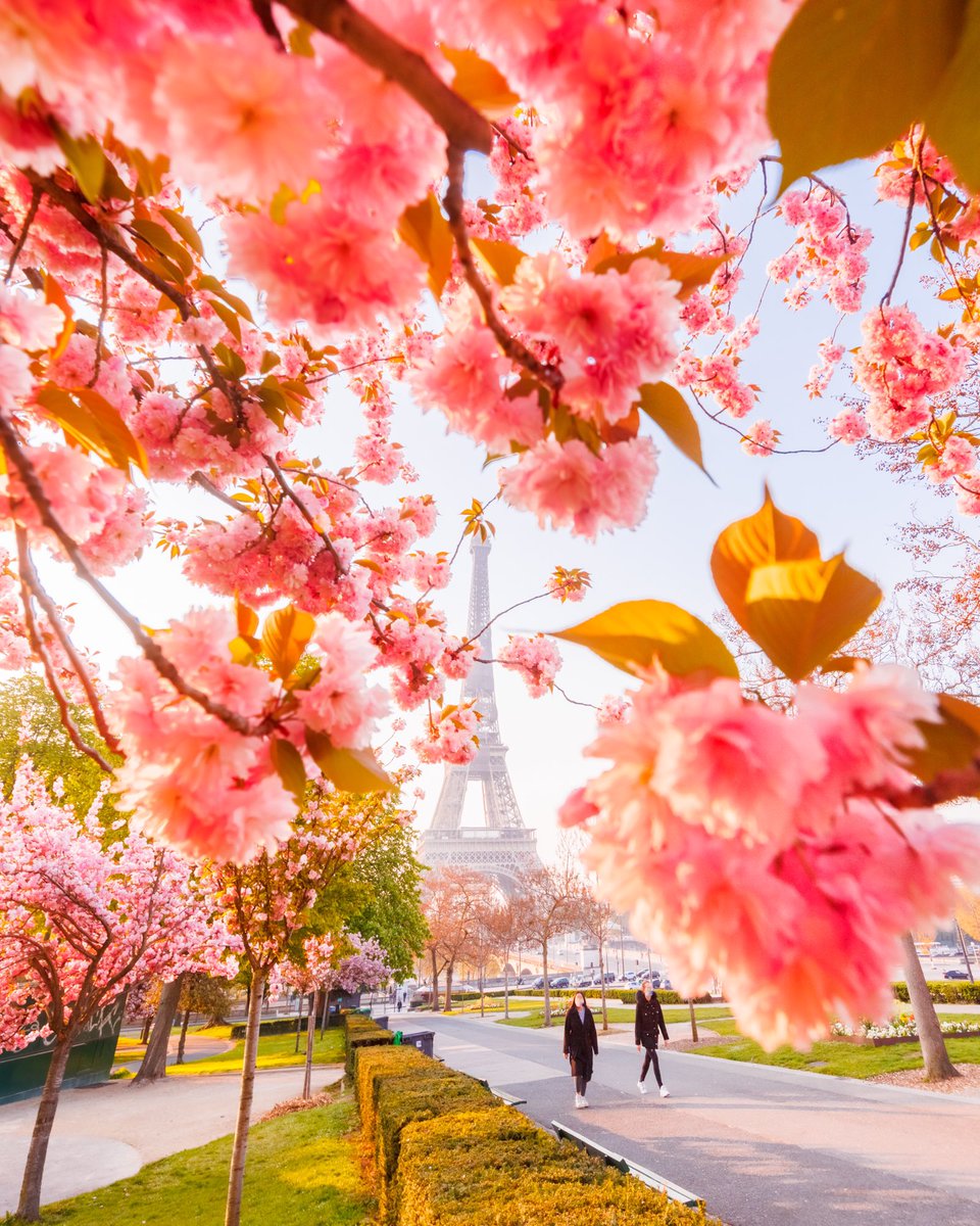 loiclagarde_eth's tweet photo. GM my Friend! spring in Paris! https://t.co/jcr46YN6jh