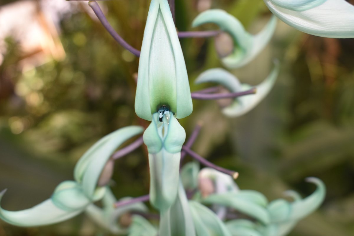 Jade flowers in Hortus Leiden