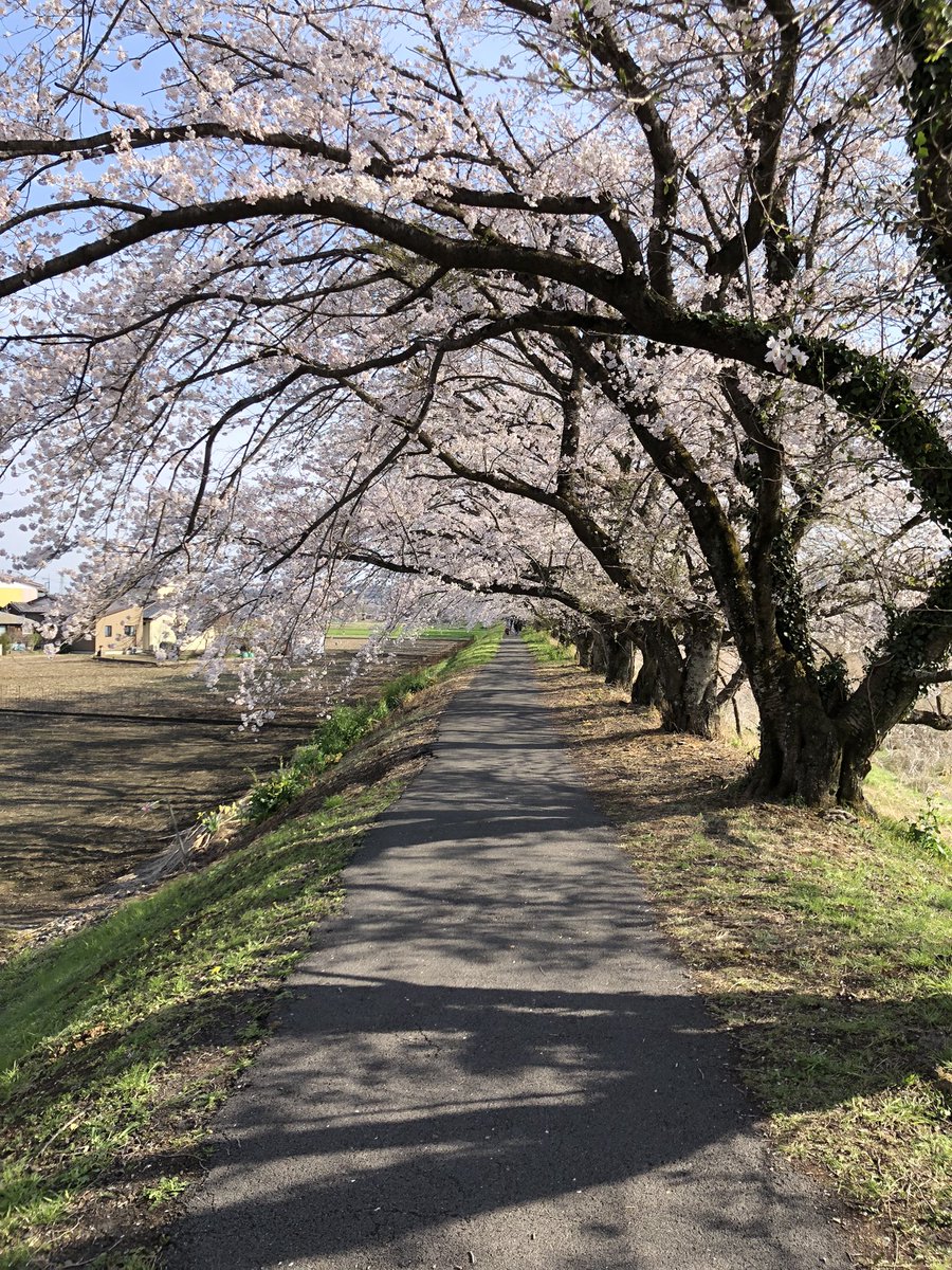 nakamura_244's tweet photo. すごい花見でした。栃木最高 https://t.co/y3kxugGMyD