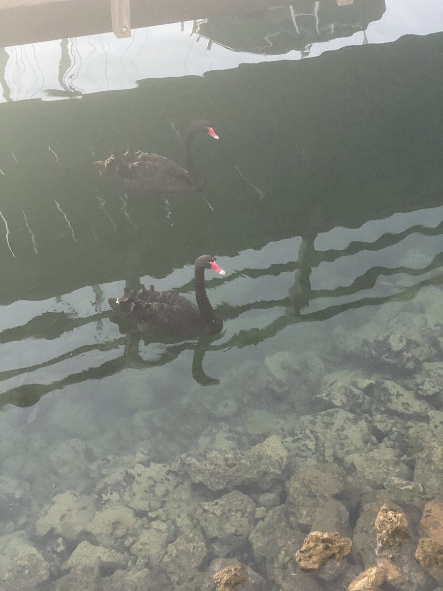 Phillip🤠😎 (@phillip26185894) on Twitter photo 