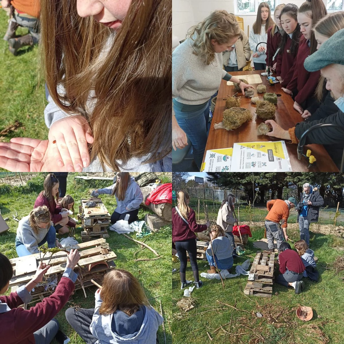 global_bcs's tweet photo. We were delighted to be joined by visual artist Eilleen Hutton. Eileen worked alongside artist Gareth Kennedy and curator Rayne Booth in helping our first year green schools group construct bug hotels which have been placed within the microforest #SuperProjects @fingalarts https://t.co/J6bh2pAib9