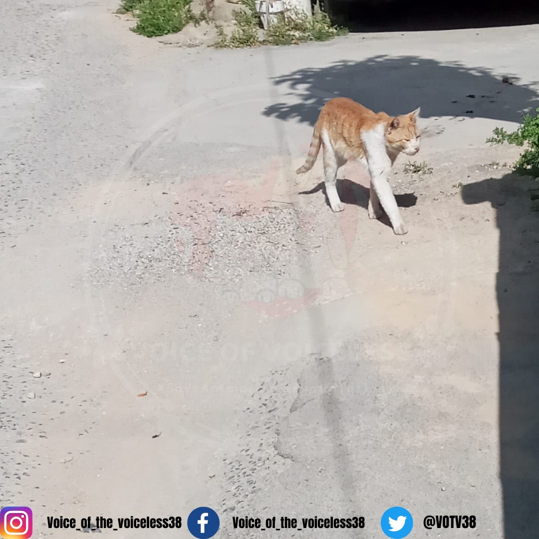 VOTV38's tweet photo. "Catitude is everything"π
.
Let's help the ones who are voiceless.
#VoiceOfTheVoiceless38
#SaveAnimalsFromExploitation
#HpoeForAnimals https://t.co/kmjZnybT23