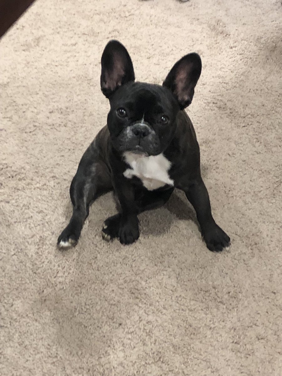 Btuffdogstaff's tweet photo. Hi bootifuls. Please prway for me. Last night I got rweal sick. Made it to the hospital. My enzymes r rweal high still and I hope I make it till my exploratory biopsy. So far the specialists r still stumped. Dis is genetic my Doctor and frwend said. Mum’s beside herself…..🙏🏻🙏🏻🙏🏻 https://t.co/VI3PTuT4A1