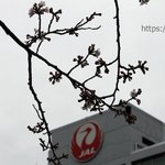 ツイートに含まれる画像