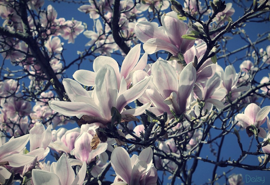 daisysdays1's tweet photo. Beauty all around us 🌸

      #HappyWeekend https://t.co/c7AXBLPAS3