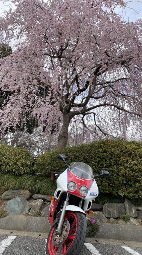 RRR8191's tweet photo. 名前　RRR
性別　🚺
バイク　CBR250RR MC22 他
生息域　関東
出没域　関東、関西、
　　　　できれば四国と九州
好き　モータースポーツ

いつもどこでも安全に綺麗に走る事を目標にしてます。
#サクラ #春なので変えてみる https://t.co/Ao3cYrft0e