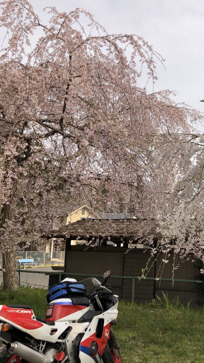 RRR8191's tweet photo. 名前　RRR
性別　🚺
バイク　CBR250RR MC22 他
生息域　関東
出没域　関東、関西、
　　　　できれば四国と九州
好き　モータースポーツ

いつもどこでも安全に綺麗に走る事を目標にしてます。
#サクラ #春なので変えてみる https://t.co/Ao3cYrft0e
