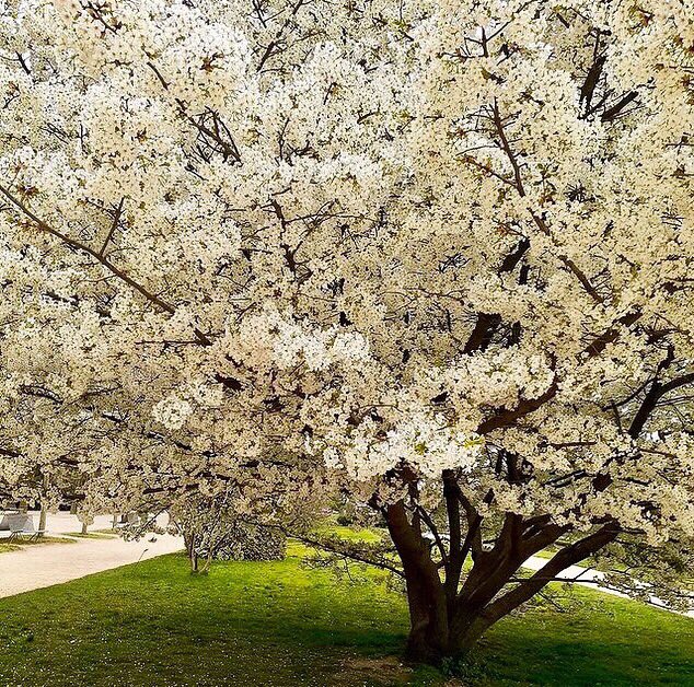 AudeLalis's tweet photo. #onedayatwork JardinDesPlantes - MNHN https://t.co/WMzfTycY25