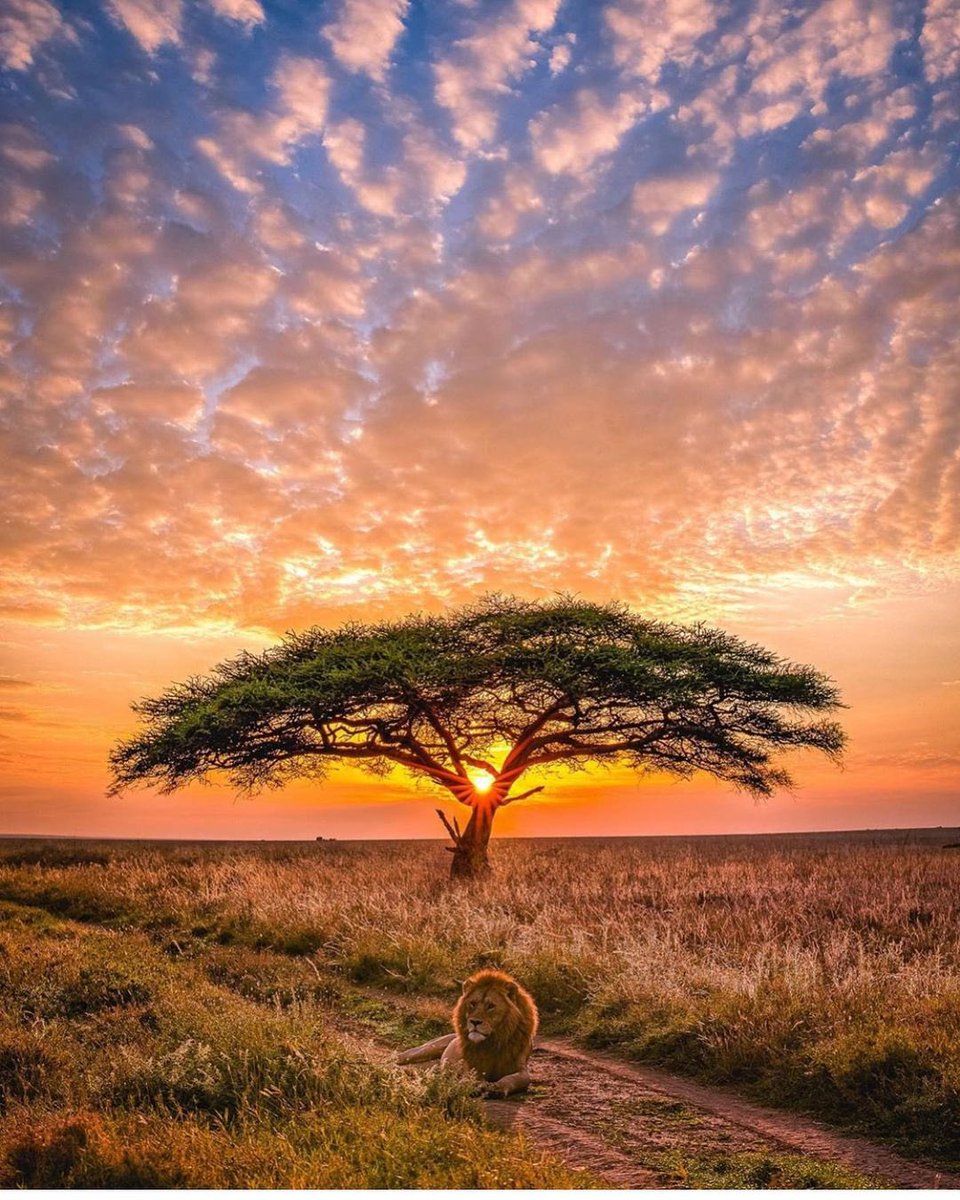 GreatAdveAgency's tweet photo. Serengeti has the best sunset #beautfulsunset #pho #travel https://t.co/IufOrfeElK