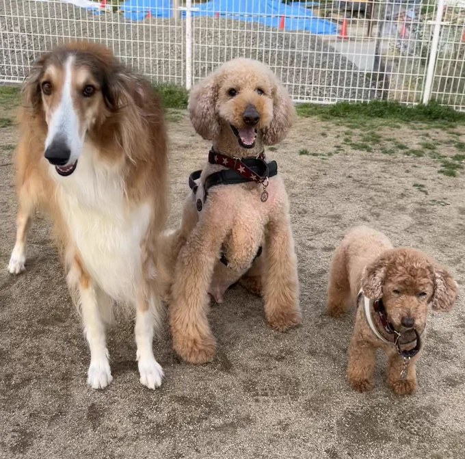 今配信中のリボンの友達わんこのモデルさんです😊
#DOGSIGNAL 

https://t.co/aZ6Jk0bGQo https://t.co/VHEpVU9Vhf 