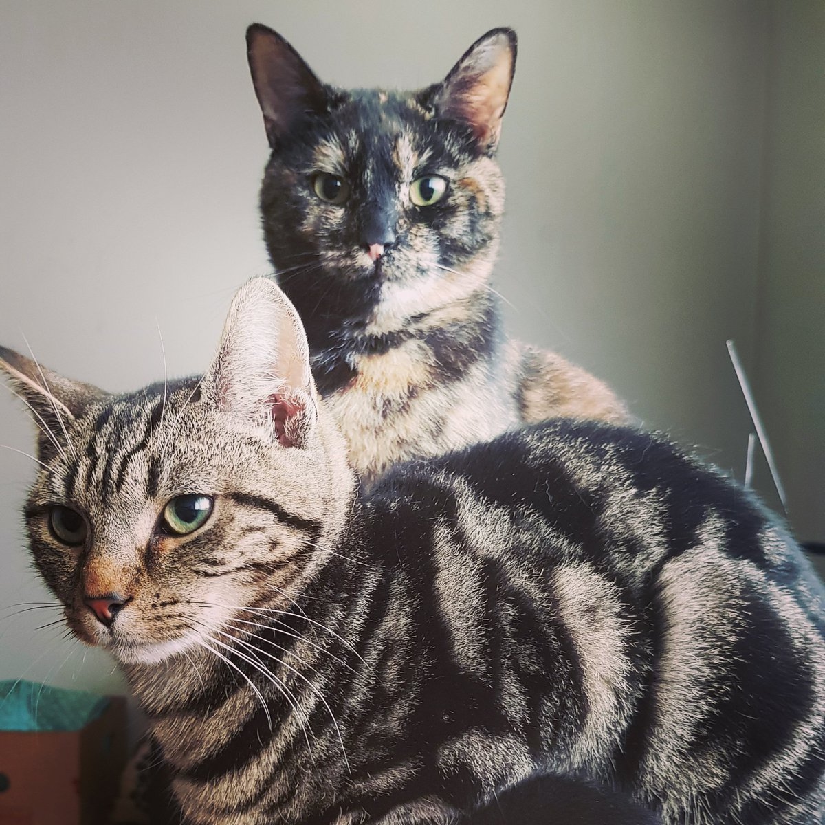 Marley moo and luna #CatsOnTwitter #catoftheday #cats #catlovers