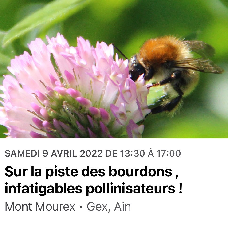 WildBeesProject's tweet photo. Ami(e)s de la nature de Suisse et France 🇨🇭🇫🇷 Vous êtes les bienvenu(e)s à notre 1ère sortie nature à côté de Divonne 🙌🐝🙌 Inscrivez-vous sur la page Facebook du @wildbeesproject 👍 https://t.co/d0qaXqncSs