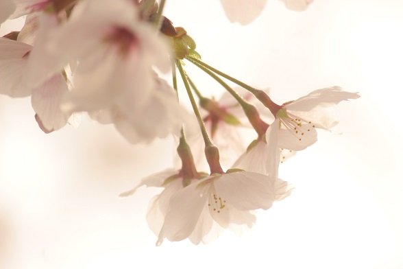 望遠のtwitterイラスト検索結果 望遠のtwitterイラスト検索結果