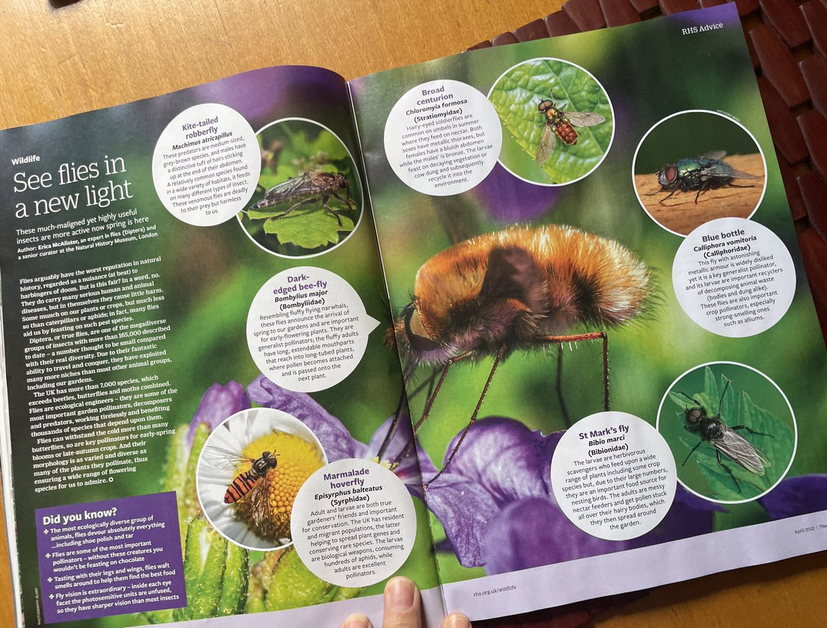 flygirlNHM's tweet photo. My latest little piece about the brilliance of flies is in the last edition of the @The_RHS The Garden
#flies #pollinators #decomposes #predators #wildlife #nature #gardens https://t.co/q4dOybBIIh