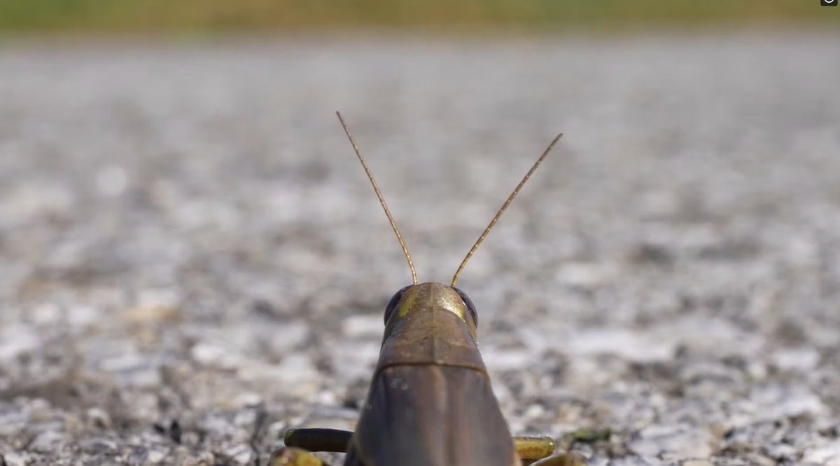 Isabelle Carbonell (@izacafilm) on Twitter photo Our short but mighty little film "When Monsters Walked the Earth", about grasshoppers and the anthropocene, made for <a href="/imaginescience/">Imagine Science Films</a> 's competition Symbiosis, is screening this week at the <a href="/AthensFilmFest/">Athens International Film + Video Festival</a> ! <a href="/_duanepeterson/">Duane Peterson III</a> <a href="/JamieJover/">Jaime Jover</a> Our short but mighty little film "When Monsters Walked the Earth", about grasshoppers and the anthropocene, made for <a href="/imaginescience/">Imagine Science Films</a> 's competition Symbiosis, is screening this week at the <a href="/AthensFilmFest/">Athens International Film + Video Festival</a> ! <a href="/_duanepeterson/">Duane Peterson III</a> <a href="/JamieJover/">Jaime Jover</a>