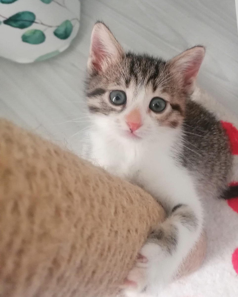 serkan_yasa's tweet photo. Bı tane yavru kedim kaldi yuva açmak isteyen varmı... Sokağa bırakmak istemiyorum. https://t.co/Lg0PxzwGyP