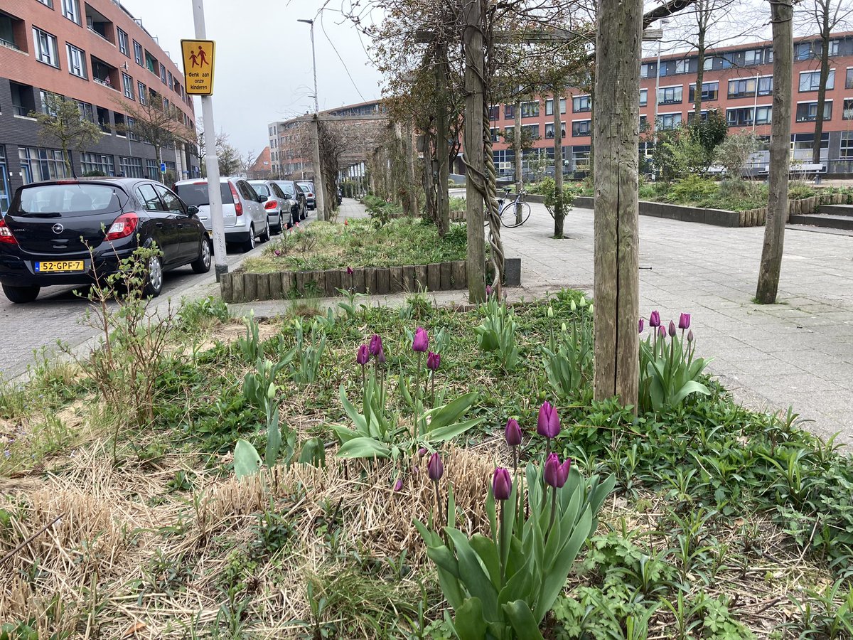 rinibiemans's tweet photo. Het allerbelangrijkste bij het nieuwe tuinieren (met de natuur mee) is dat je de inheemse natuur (onkruid) mooi gaat vinden en leert kennen. Op deze manier creëer je een prachtige tuin, die ieder seizoen verandert inclusief de dynamiek van het ecosysteem (insecten, bodemleven, .) https://t.co/kjJntcUAY2