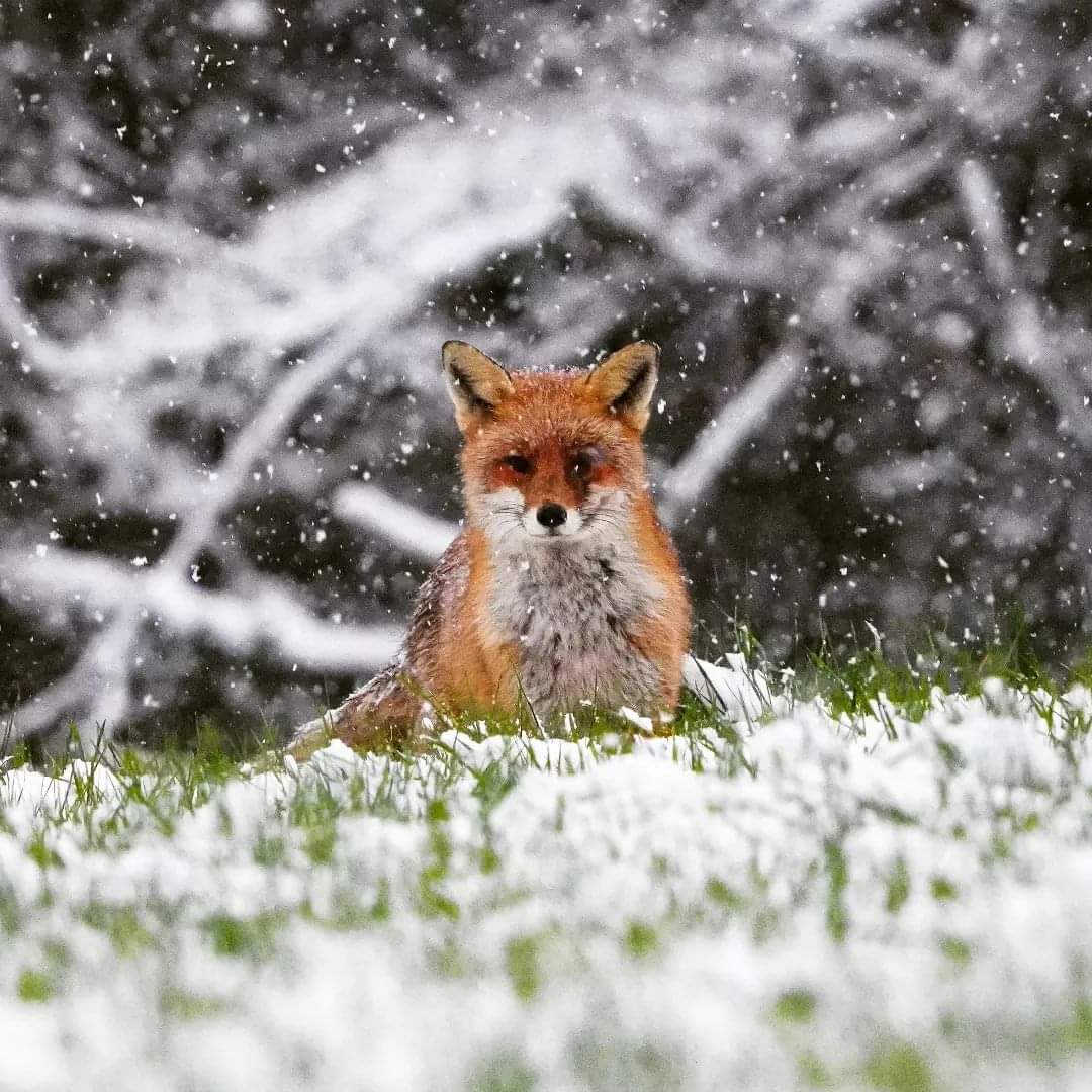 AAktivismus's tweet image. FUCHSJAGD VERBIETEN! 

#Füchse sind wichtig fürs ökologische Gleichgewicht. 🦊 Deshalb sprechen wir uns für ein Verbot der #Fuchsjagd aus.

Foto: Klaus Gerber

#Fuchs #fox #stopfoxhunting #stophunting #wildlifephotography #stophuntingwildanimal #wildlife #aktivismusfürtierrechte