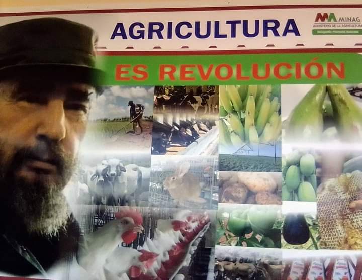 CarlosLuisNara4's tweet photo. Los agricultores #MatancerosEnVictoria  no le fallaremos al Partido ni a la Revolución todo por #Cuba #VamosConTodo https://t.co/7v6JWiVuwv