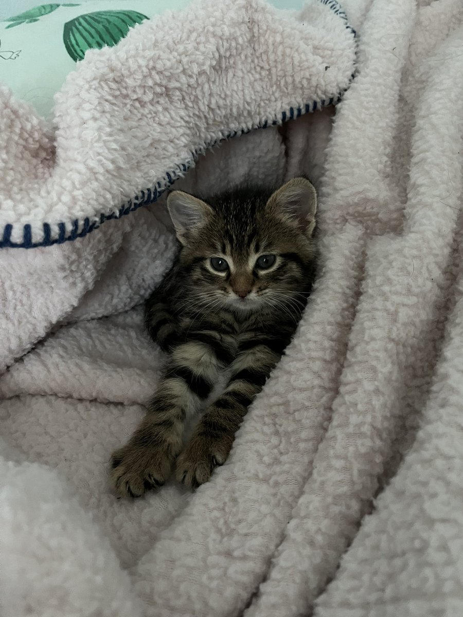 Fırnaklarımı kes anni feşekrler