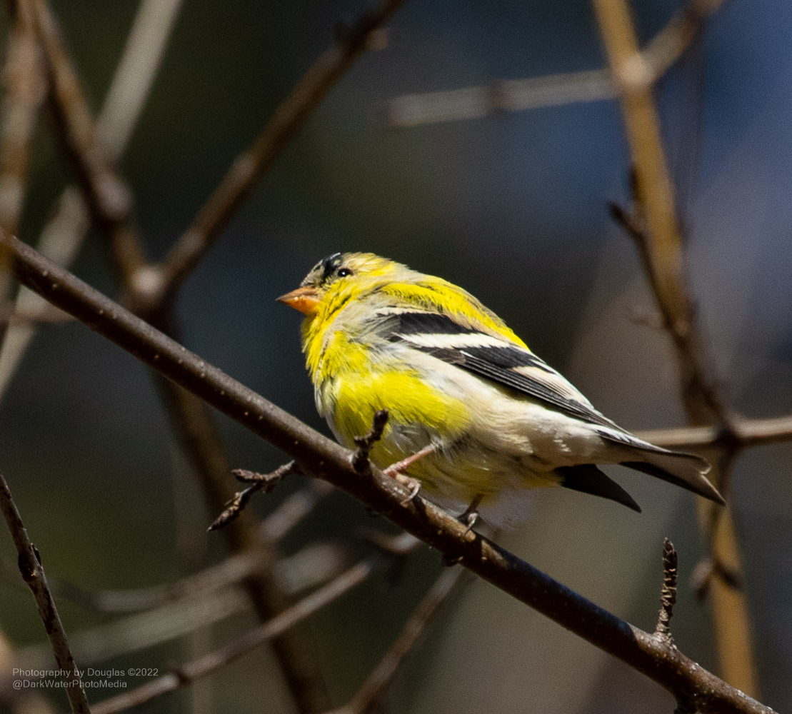 DarkWaterPhotos's tweet photo. I saw my first goldfinch of the year the other day when I hiked through Nordheimer & Cedarvale Ravines, in Toronto. Transitioning plumage.
#WildTO #CityOfTO #Wildlife #Birds #Goldfinch #SpringBreak #MidTownTO #StandWithUkraine #Toronto
https://t.co/R5PMOspsUo https://t.co/jGKUeyCKsn