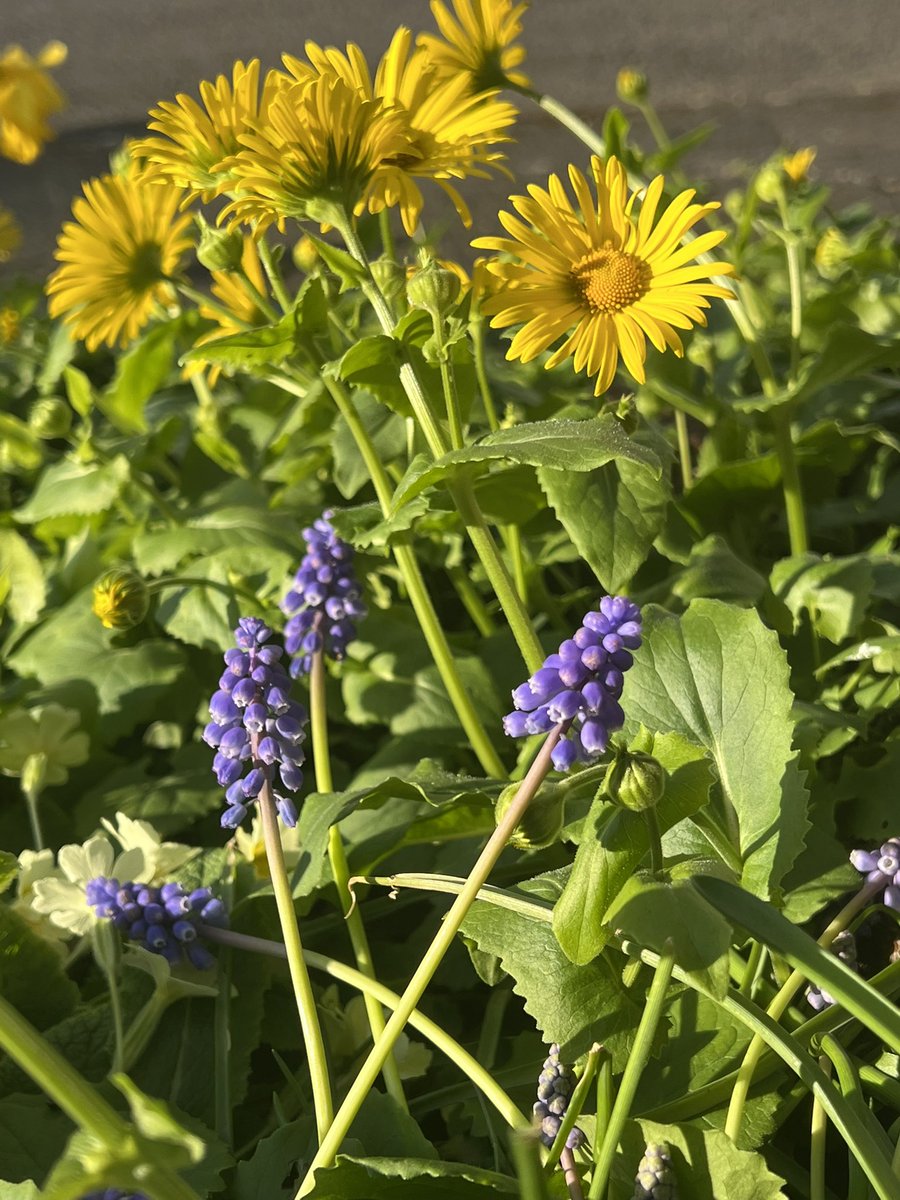 🌸🌼 Taking photos of five flowering plants a week to contribute to climate research #EssexBioBlitz 

<a href="/EssexWildlife/">Essex Wildlife Trust</a> <a href="/Uni_of_Essex/">University of Essex</a> <a href="/inaturalist/">iNaturalist</a>