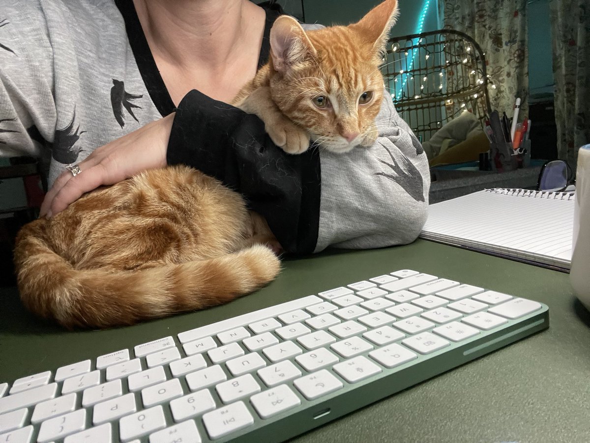 HazelSparrow23's tweet photo. A lot to do today and grateful for this little guy and all his snuggles #grateful #CatsOnTwitter https://t.co/0dl4w26UGK