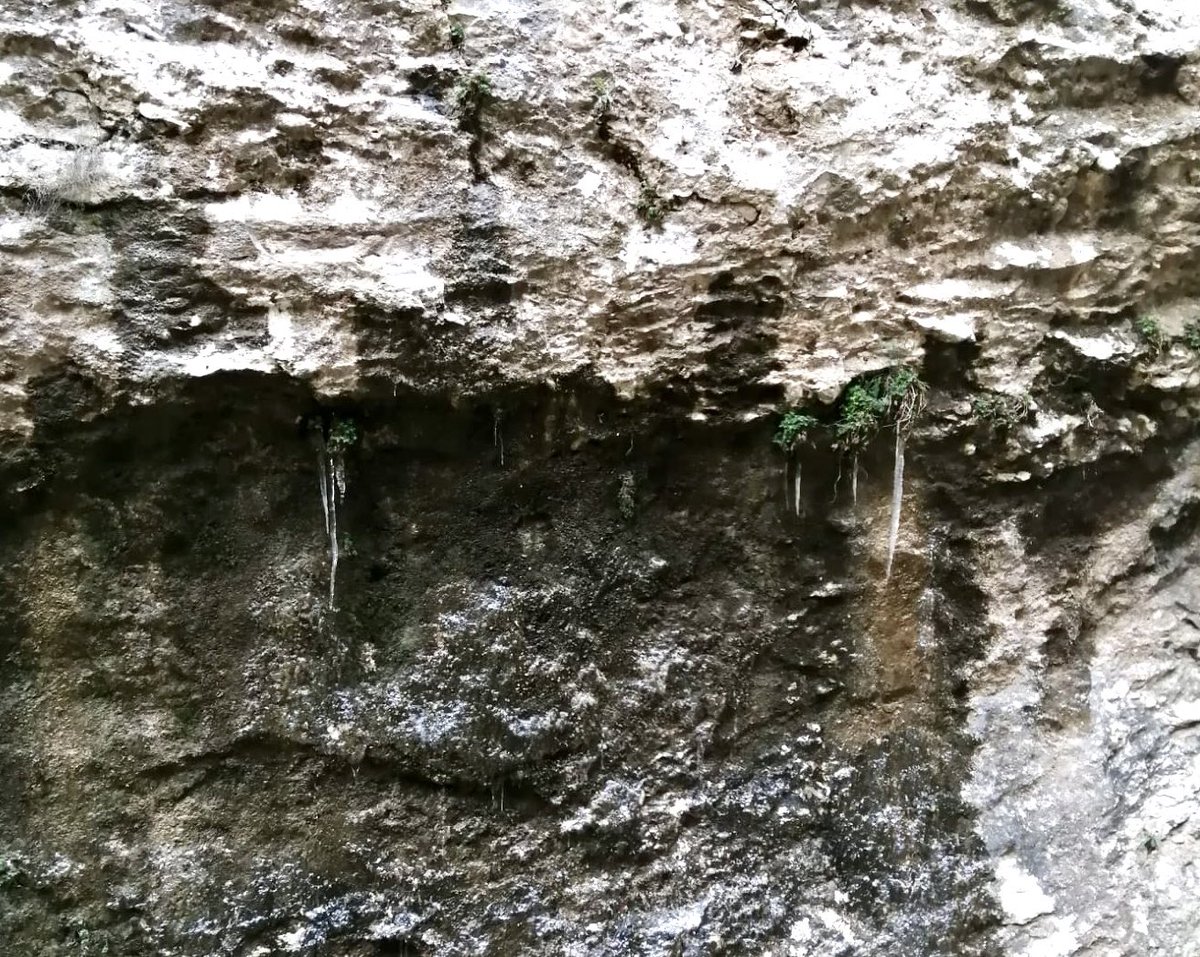 PNMontserrat's tweet photo. Mostra del fred d'aquests dies a #Montserrat es pot observar en zones ombrívoles i humides del parc caramells en un mes d'abril 🥶 https://t.co/nVhCOPS1Sn