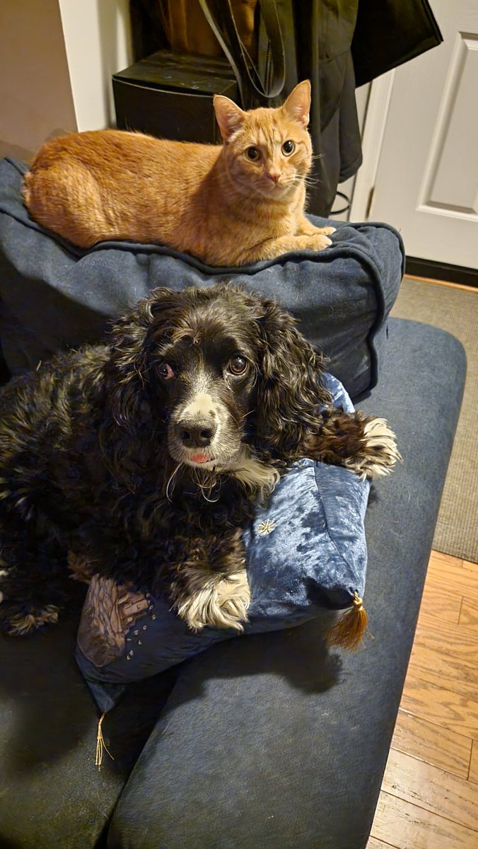 Hafatam1's tweet photo. No mommy....we aren't plotting anything! Promise!!! #guiltylooks #dogs #DogsofTwittter #cats #CatsOnTwitter #innocent #kinda @KrimsonRogue https://t.co/Z2v0E2xwGn
