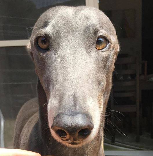 BluetheGreyt's tweet photo. If you're one of the people who has followed Blue over the years, thank you. If ur someone who has fostered or adopted greyhounds like him, thank you for helping to create a world where these sensitive, gentle dogs are loved for who they are -- not how much gambling $ they make. https://t.co/IsAArd4sVT