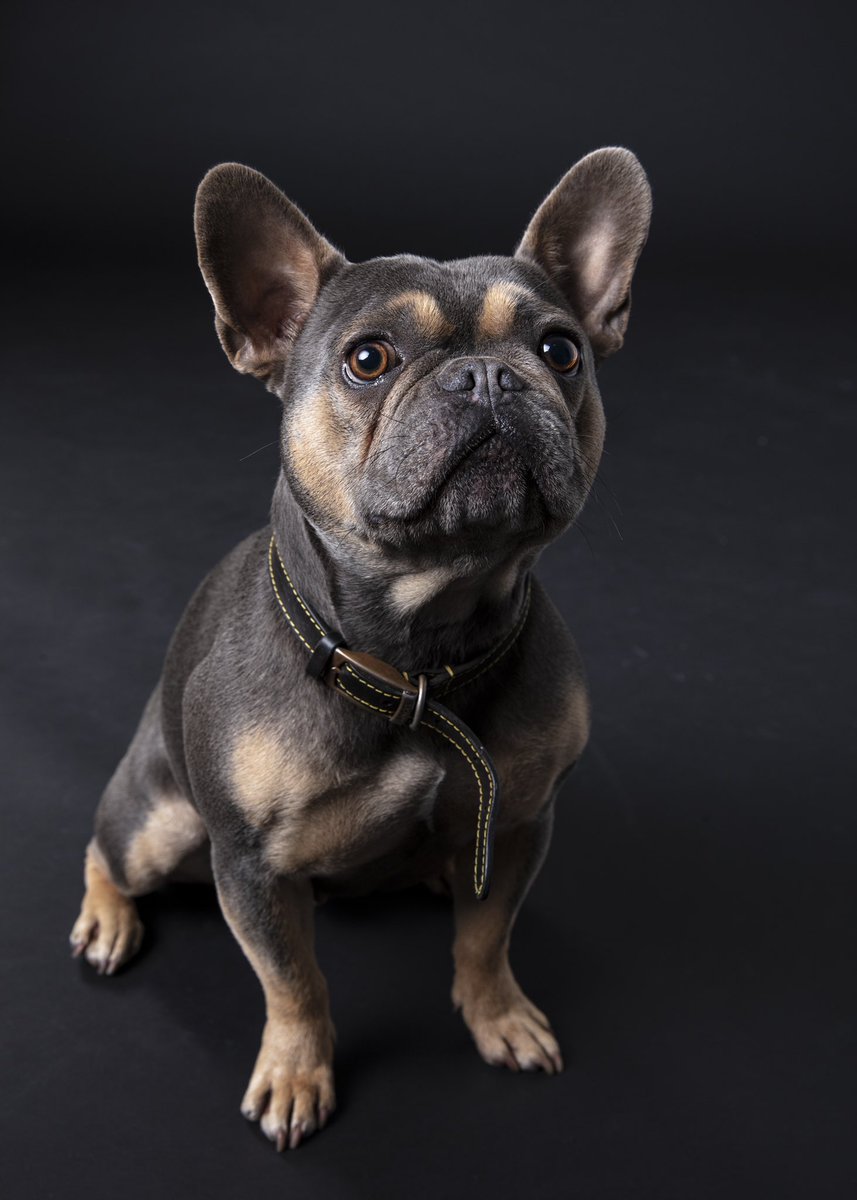 fionacue1's tweet photo. Inspector Morse modelling his beautiful self! #fbrgb #frenchy #frenchie #rescuefrenchie #fbrgb #k9beauty #browneyedboy #stunner #goodboy #angel #reversesablecoat #unusualcolourway #brows #eyebrows https://t.co/SI1cQAO8kQ