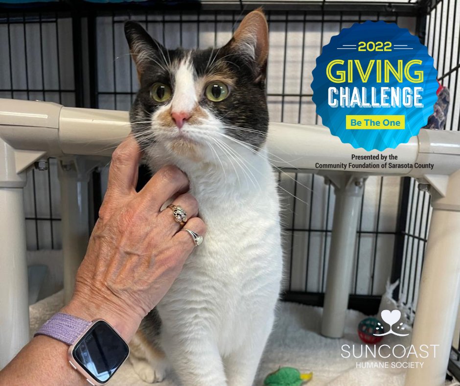 SuncoastHumane's tweet photo. Cali desperately needs a fur-ever home or a foster. She’s been at the shelter for almost a year &amp; we love her, so we want what’s best for her. She’s a 4-year-old beautiful Calico. She'll play occasionally, but mostly enjoys laying around just being a cat. https://t.co/61SsVoHJL7 https://t.co/lMTts519m1