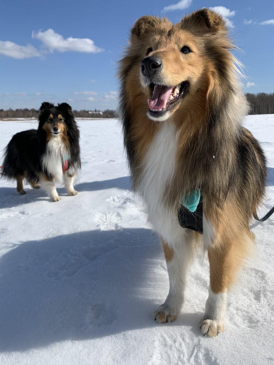 tiihe's tweet photo. Happy weekend 🌻 #weekend #dogsoftwitter https://t.co/nvbjaT8J0l