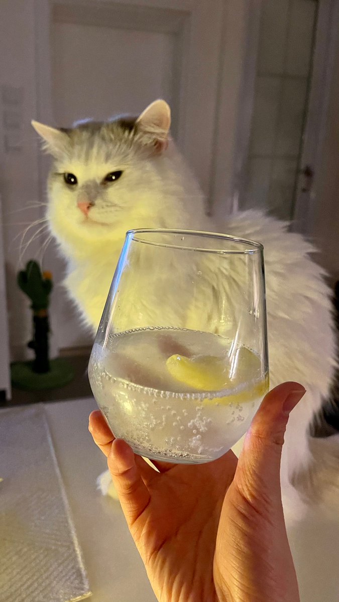 Catcatcatiecat's tweet photo. Saturday night vibe. Make a gin7 and I am not alcoholic, just a caturholic. ☺️☺️Hehehehe
#gin7
#catuday
#catcatcatiecat https://t.co/k5T8zgbNfU