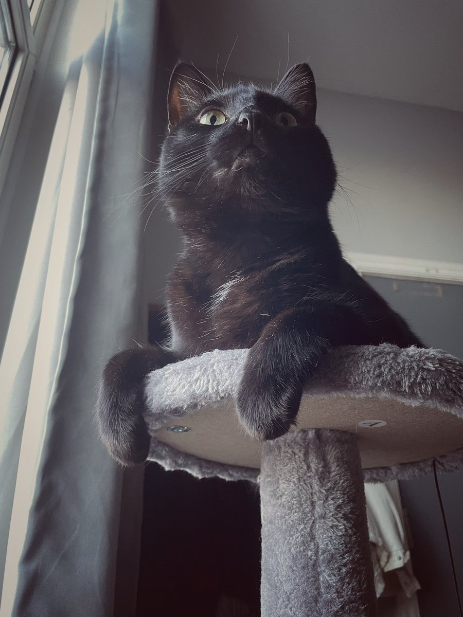 ElizabehExpress's tweet photo. Buenos días, es Caturday 💕 https://t.co/dtQx6orfc1