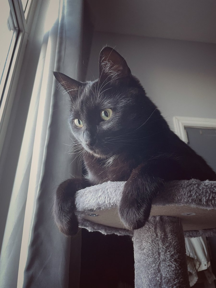 ElizabehExpress's tweet photo. Buenos días, es Caturday 💕 https://t.co/dtQx6orfc1