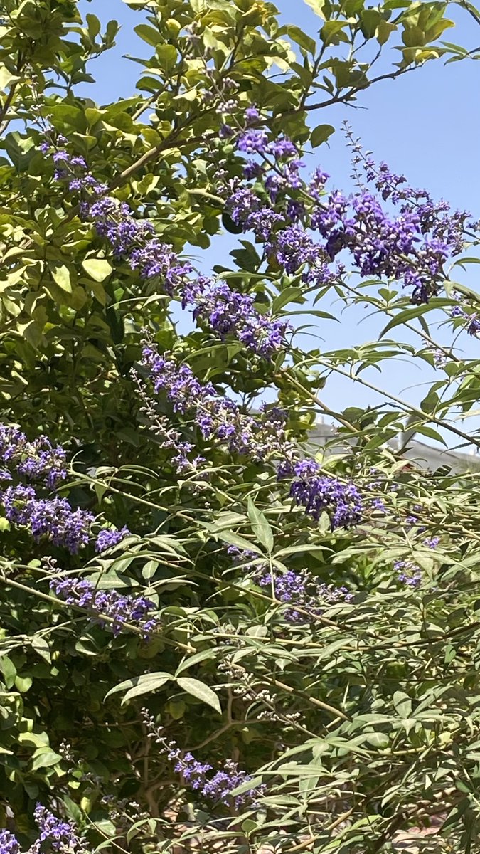 COURT__YARD's tweet photo. #كف_مريم أزهرت!

#فصل_الربيع
#ابريل
#Spring_Season
#April
#Gardening https://t.co/XIOMCcyimX