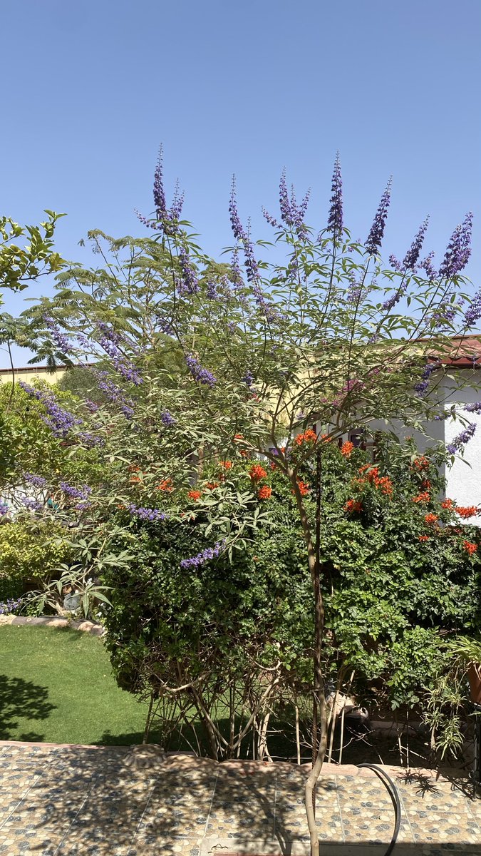COURT__YARD's tweet photo. #كف_مريم أزهرت!

#فصل_الربيع
#ابريل
#Spring_Season
#April
#Gardening https://t.co/XIOMCcyimX