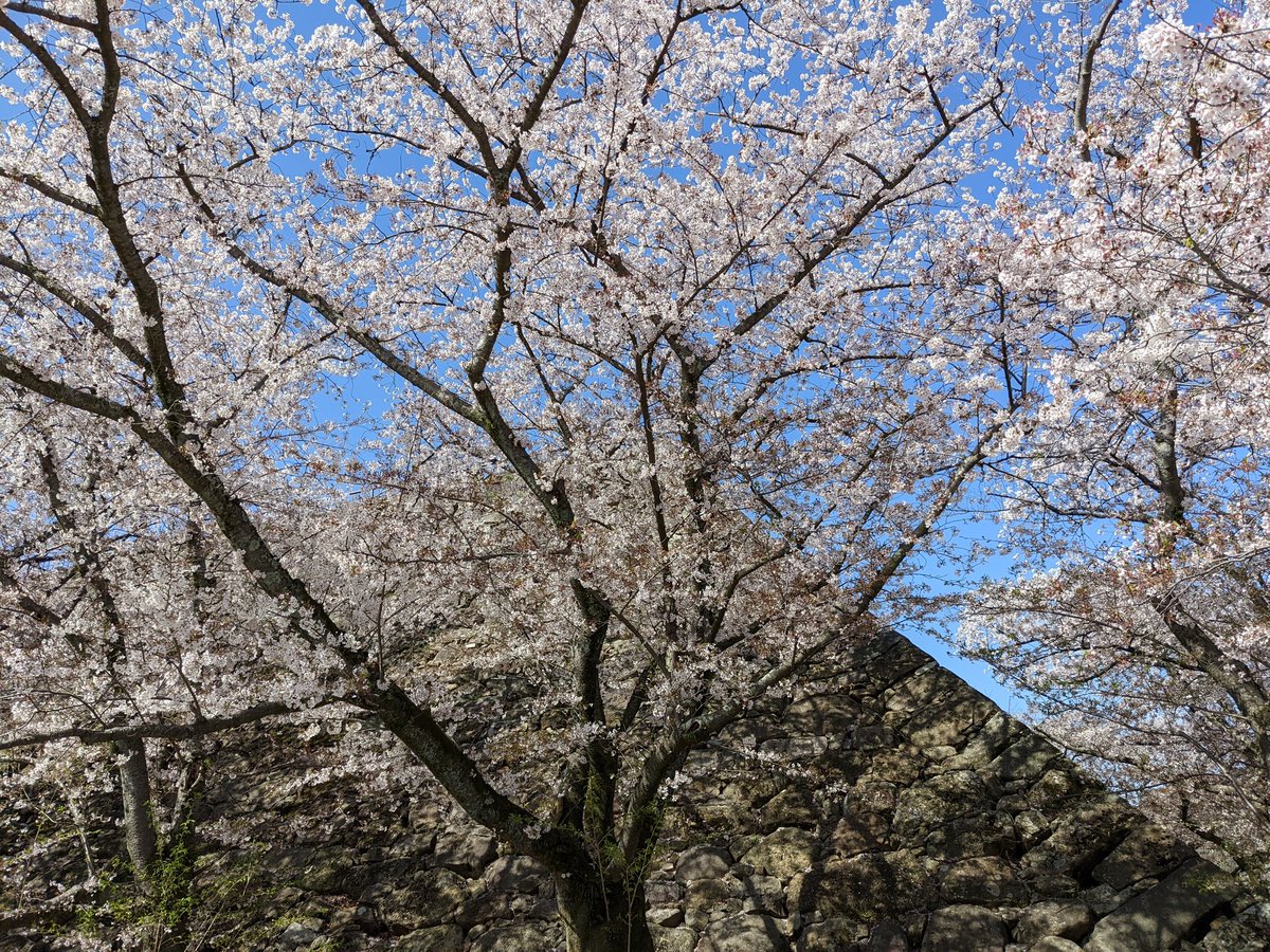 st_haccp's tweet photo. 年度末…死ぬほど忙しく(T_T)やっとこさ落ち着いた…。
からの、朝から家族で花見へ❀
大濠高校前のLA SPIGAで皆好きなパン買って、舞鶴公園へ。
暖かく爽やかな朝、花見しながらモーニング☀最高にリフレッシュできたわ…
今年度も食品衛生向上に尽力するとしますか!
#舞鶴公園 #LASPIGA #HACCP https://t.co/hONzYgPJWJ