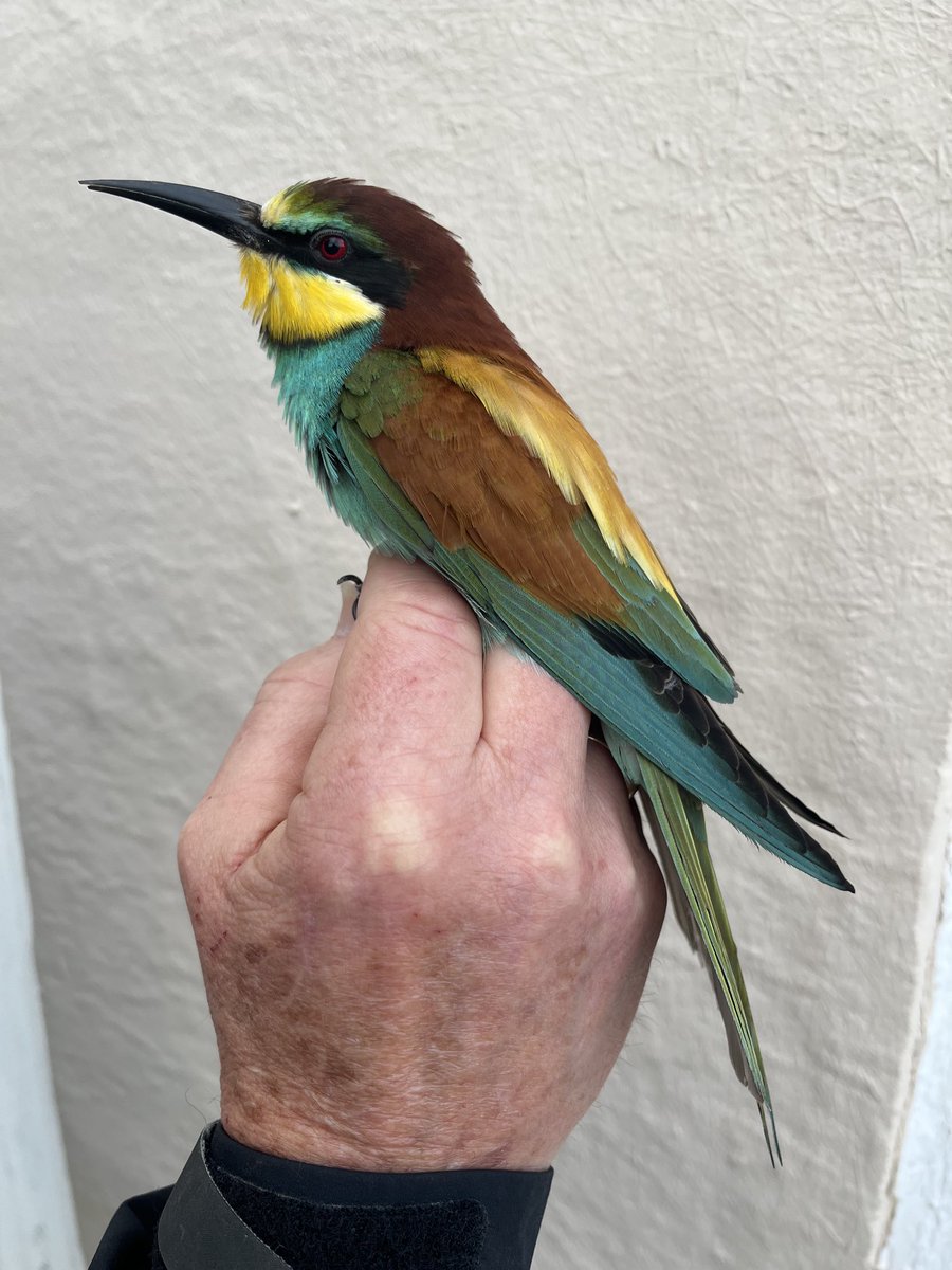 Despite a tape at the top, this male European Bee-eater decided to turn-up in the very bottom net. Regardless we were all very pleased to see it. ⁦@gonhsgib⁩ #straitofgibraltarbirdobservatory #gibraltar #Jewsgate #birdringing