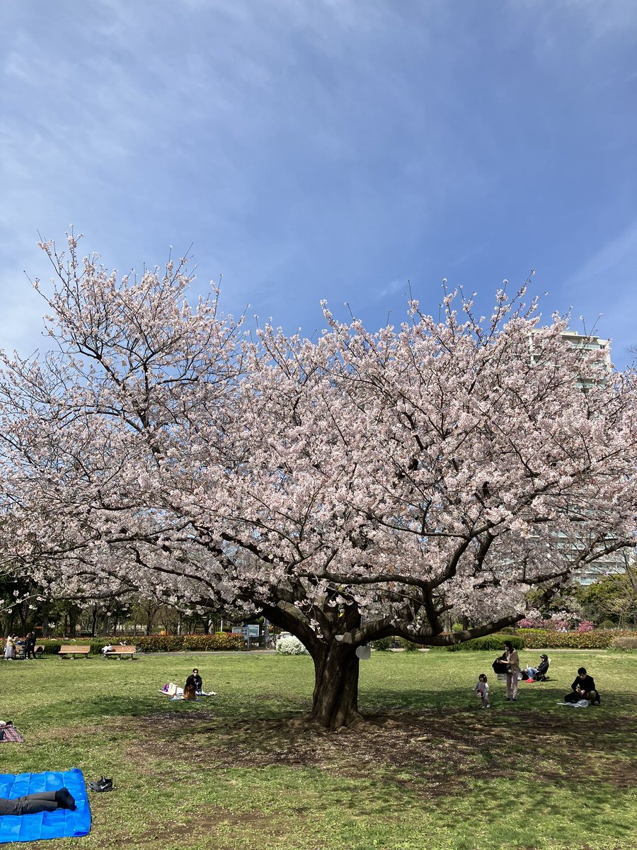 江東区 寒さの残るお花見となりました 最後の一枚まで楽しみましょう 号外net 江東区