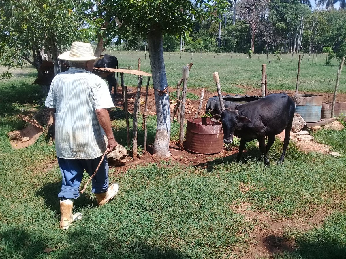 FundoraRebeca's tweet photo. Cada día más fuerte más seguros y convencidos de que nuestra Revolución saldrá adelante porque somos un país de hombres y mujeres de #PatriaOMuerte   #MatancerosEnVictoria  #AgropecuariosMatanceros  #VamosConTodo @DiazCanelB @DrRobertoMOjeda @SuselyMorfaG @CarlosLuisNara4 https://t.co/13sZN5M5mU