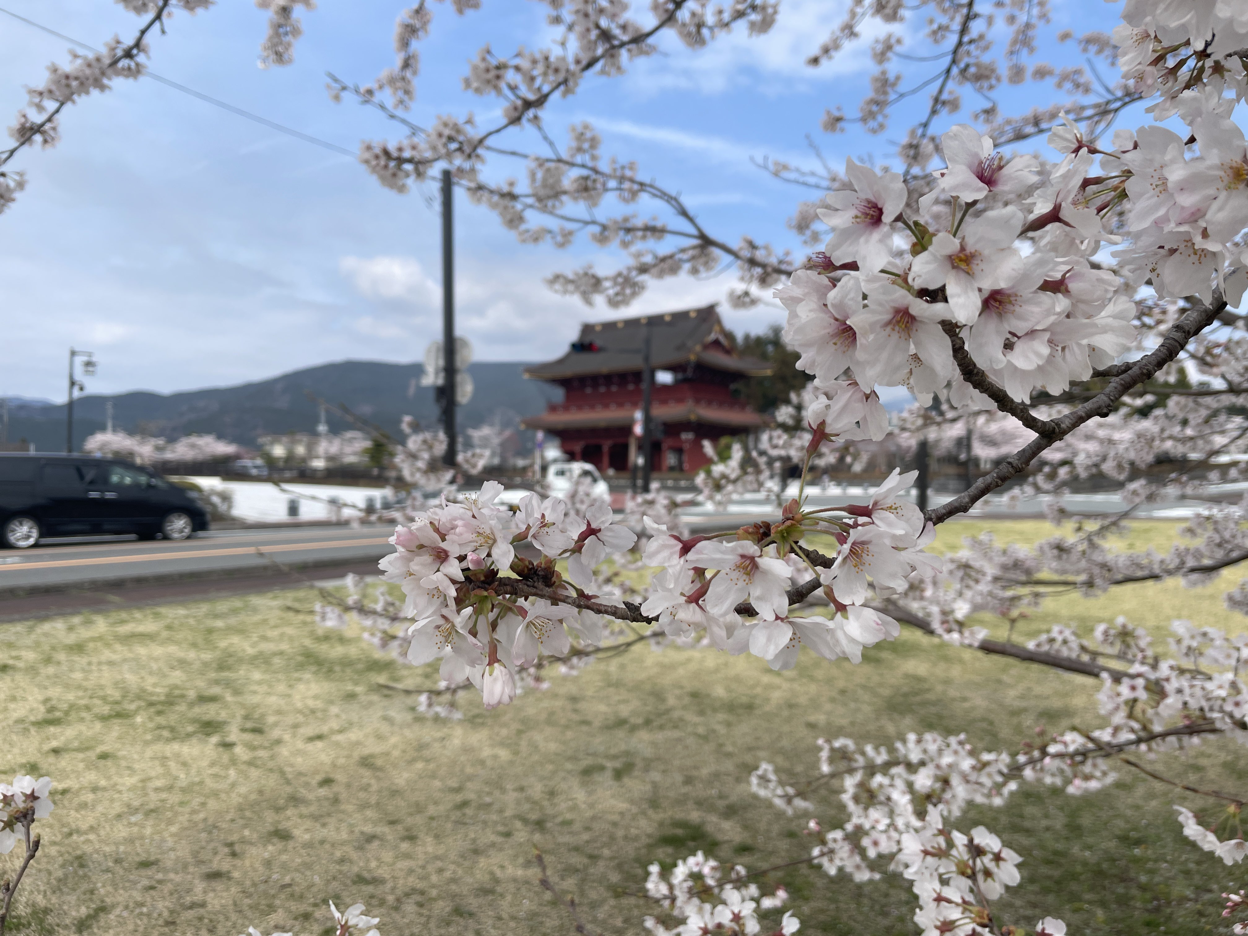 Mochi Photo 桜の名所 Part2 桜 大石寺 T Co Jxe0dvbole Twitter