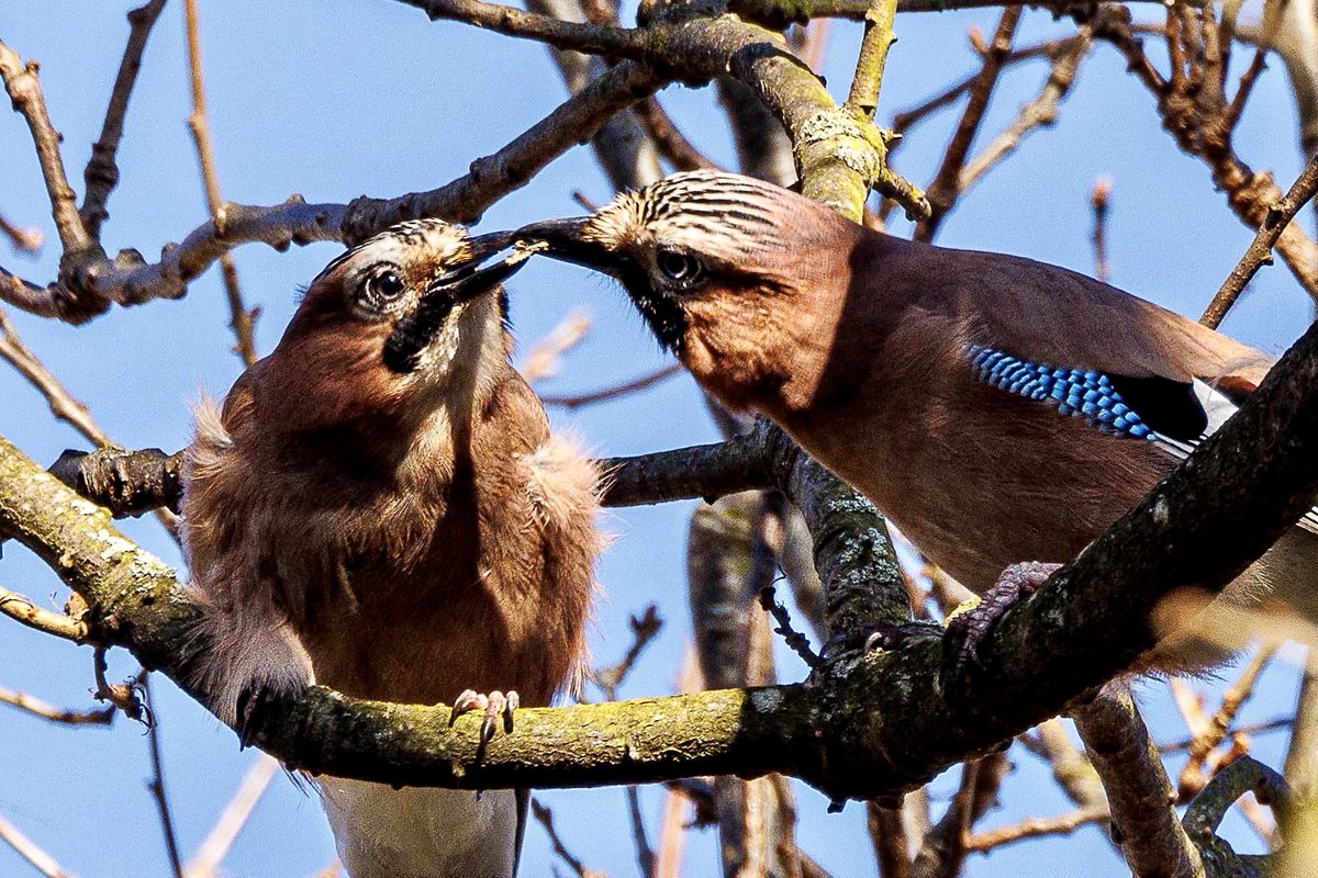 lensmanic's tweet photo. @EnableParks @wwcommon Parent and chick on The Scope https://t.co/AYCXU1A5tQ
