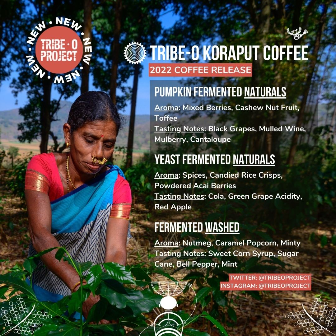 D_Brat's tweet photo. Our @TribeOProject journey of #Koraput Coffee hits a milestone -  Here's the result of our process experiments for the first time in Koraput. 
Available soon at our partner roasters.  
22-23 Harvest - We're scaling up our infrastructure to take this #coffee global.
Show us some❤️ https://t.co/c9uqDetzLT